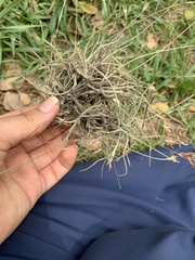 Tillandsia recurvata