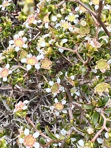 Pericalymma crassipes