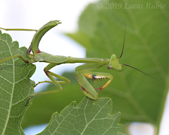Stagmatoptera hyaloptera