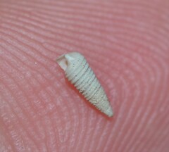 Caracol diminuto de mar