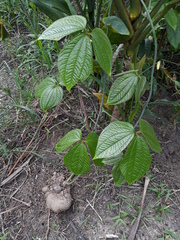 Dioscorea hispida