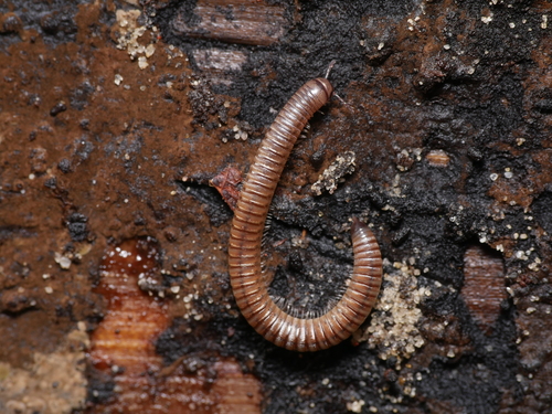 Blunt-tailed Snake Millipede photo 5