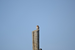 Glaucidium brasilianum