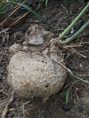 Dioscorea hispida