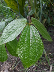 Dioscorea hispida