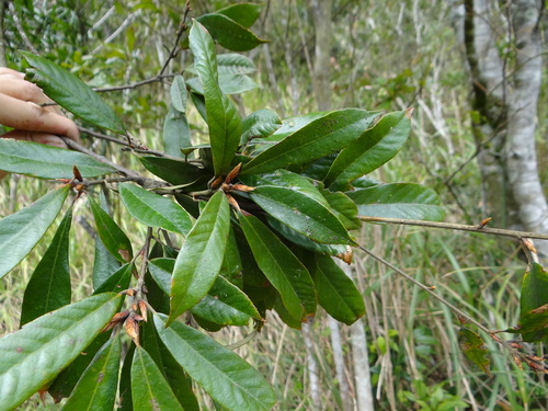 Image of Quercus gilva by (c) 呂一起(Lu i-chi), some rights reserved (CC BY)