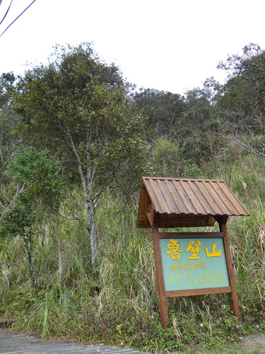 Image of Quercus gilva by (c) 呂一起(Lu i-chi), some rights reserved (CC BY)
