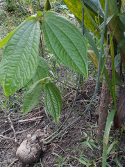 Dioscorea hispida