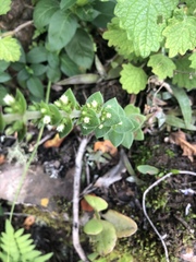 Crassula capitella nodulosa