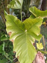 Xanthosoma yucatanense