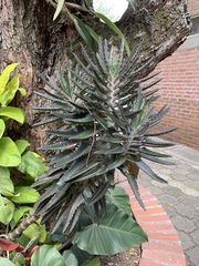 Bryophyllum