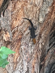 Gonatodes albogularis fuscus