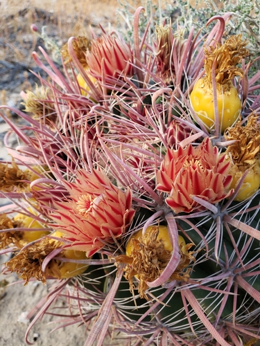 Ferocactus peninsulae