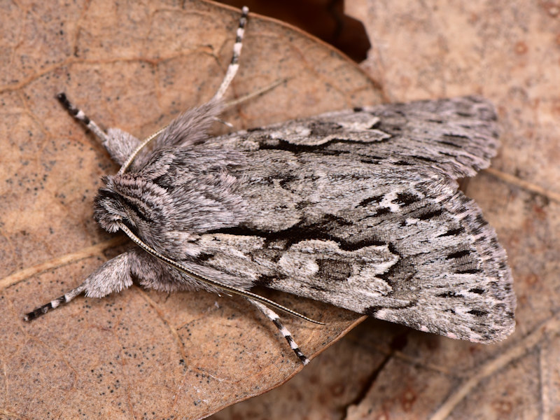 Xylocampa mustapha