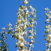 Lombardy Poplar - Photo (c) Serge M. Appolonov, some rights reserved (CC BY-NC), uploaded by Serge M. Appolonov