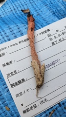 ツマミタケ