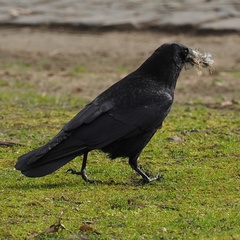 Corvus corone