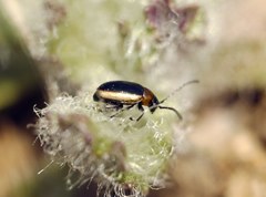 Longitarsus dorsalis