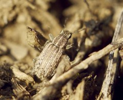 Sitona macularius