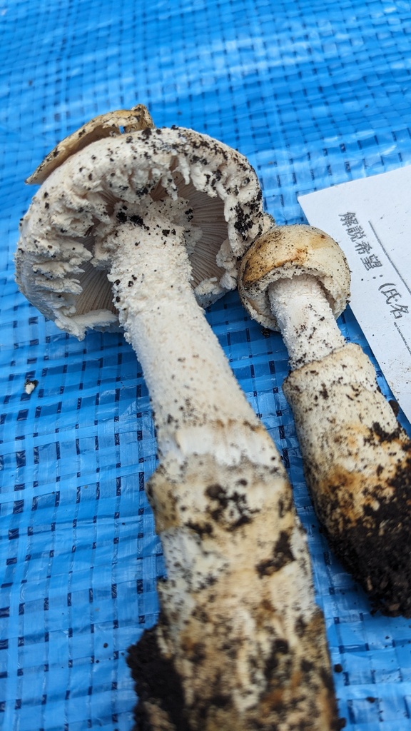 Amanita neo-ovoidea · October 2023 · photo: © atsushi_nakajima_cirque (iNaturalist, cc-by)