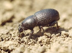 Psallidium maxillosum