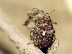 Ethelcus denticulatus