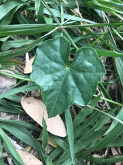 Delairea odorata