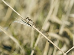 Sympecma fusca