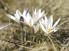 Crocus reticulatus