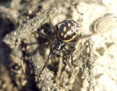 Steatoda albomaculata
