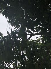Mangifera indica