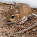 Ord's Kangaroo Rat - Photo (c) Chris Petrizzo, some rights reserved (CC BY-NC), uploaded by Chris Petrizzo