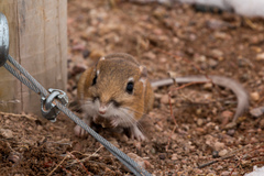 Ord's Kangaroo Rat photo 2