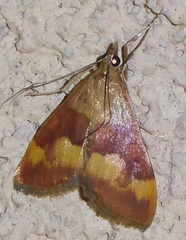 Pyrausta flavofascialis