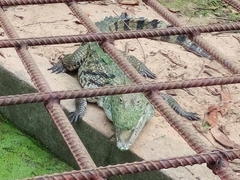 Crocodylia