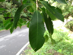 Laurocerasus zippeliana (Laurocerasus zippeliana)