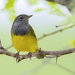 Connecticut Warbler - Photo (c) Pedro Genaro Rodriguez, some rights reserved (CC BY-NC), uploaded by Pedro Genaro Rodriguez