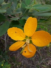 Senna rugosa