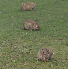 Oryctolagus cuniculus