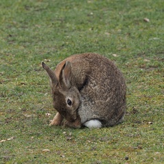 Oryctolagus cuniculus