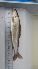 Thymallus thymallus