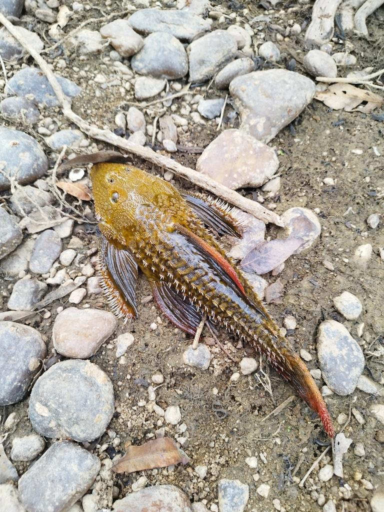 Pitanga Pleco
