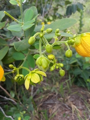 Senna rugosa