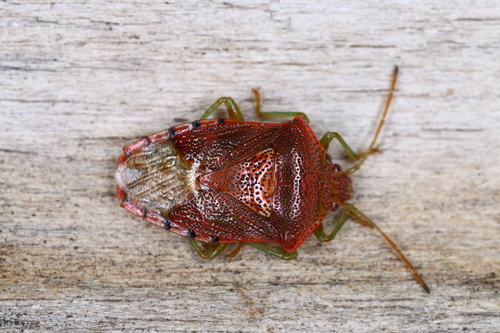 Parent Bug