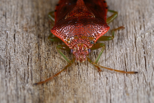 Parent Bug