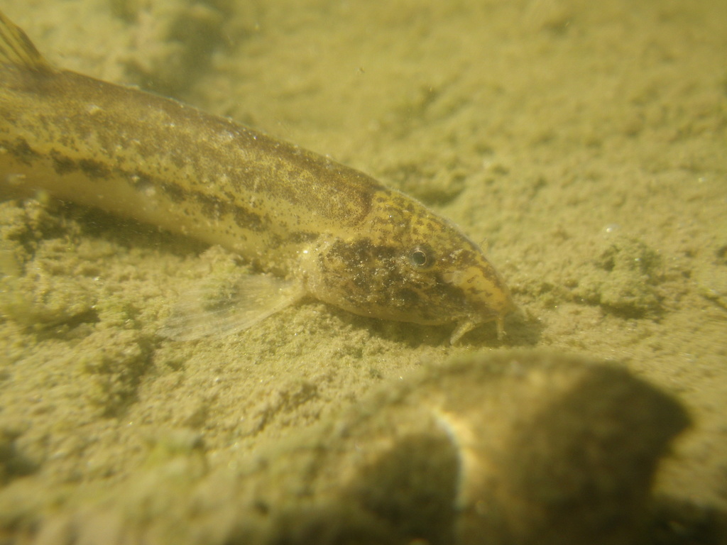Italian Golden Loach