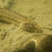 Italian Golden Loach - Photo (c) Daniele Seglie, some rights reserved (CC BY-NC), uploaded by Daniele Seglie