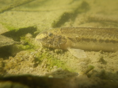Italian Golden Loach photo 2