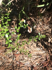 Vaccinium myrsinites