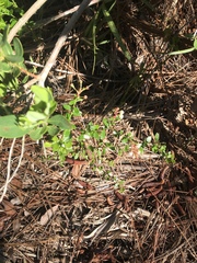 Vaccinium myrsinites